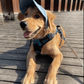 🎁Promo 49% de réduction 🎁 Chapeau De Chien