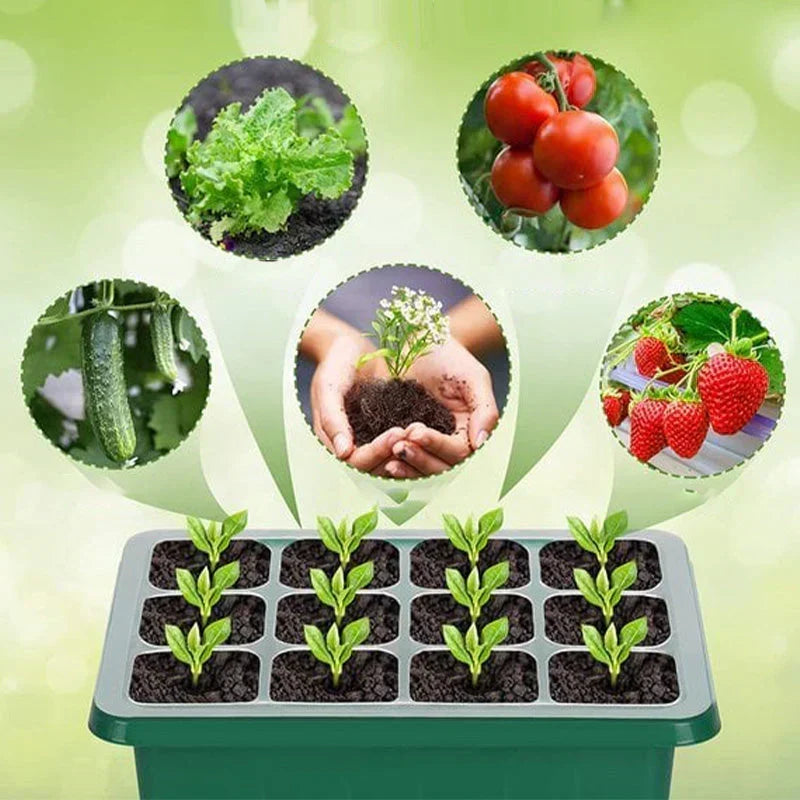 🥳2026 HOT SALE🥳💞50K+ SOLD! 🎉🌱 50% OFF! Seed Starter Trays with Grow Light – adjustable humidity, clear view & ventilation. Grow strong seedlings faster! 🛡️✅
