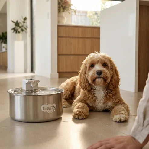 🥳2026 HOT SALE🥳💞50K+ SOLD! 💧🐾 50% OFF! Wireless Automatic Pet Water Fountain – 7L capacity, 100-day battery & weatherproof. Circulating fresh water stops algae & keeps pets healthy! 🛡️✅
