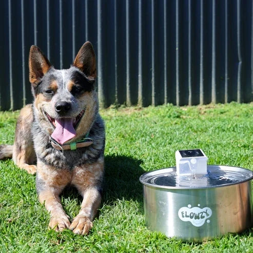 🥳2026 HOT SALE🥳💞50K+ SOLD! 💧🐾 50% OFF! Wireless Automatic Pet Water Fountain – 7L capacity, 100-day battery & weatherproof. Circulating fresh water stops algae & keeps pets healthy! 🛡️✅