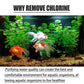 🥳2026 HOT SALE🥳💞50K+ SOLD!🐟🎉 Buy 2 Get 1 Free! Chlorine Removal Tablets – Instantly neutralizes chlorine, crystal clear water. Safe for fish & plants. A pond essential! 💧✨