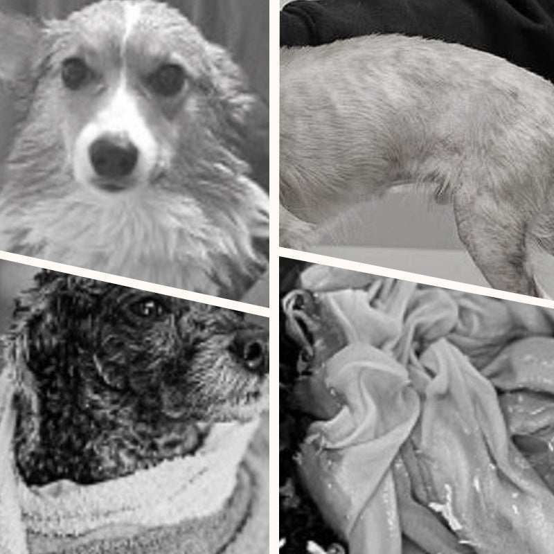 🥳2026 HOT SALE🥳💞50K+ SOLD!🌿🐾 50% OFF! Quick-Dry Pet Bathrobe – Absorbent, lightweight & machine washable. Secure button closure, no tangling. Saves drying time & keeps floors dry. A must-have for dog owners. 🦴🕊️