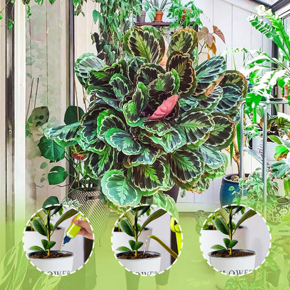 🥳2026 HOT SALE🥳💞50K+ SOLD!🌿【All-Purpose Indoor & Outdoor Plant Nutrient】—One bottle in hand, the world is yours!🌱🏡✨