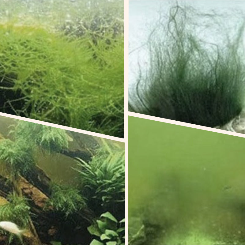🥳2026 HOT SALE🥳💞50K+ SOLD!🐟🌿 50% OFF! Algae & Moss Remover – Safe for fish & plants, fast‑acting formula. Eliminates green water & moss without harming your aquatic life! 💧✨