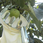 🥳2026 HOT SALE🥳💞50K+ SOLD! 🍎🌳 50% OFF! Fruit Picker Head Basket – no ladder needed, easy attach & reach high branches. Durable metal tines + nylon bag, pick apples, pears & more without damage! 🛡️💪