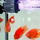 🥳2026 HOT SALE🥳💞50K+ SOLD!🐠🌊 50% OFF! Aquarium Mini Wave Maker – 360° silent circulation, energy‑saving motor. Healthier fish & plants. A reef whisperer! 🌟💧