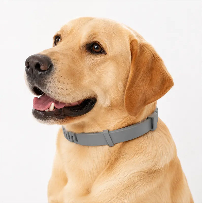 🥳2026 HOT SALE🥳💞50K+ SOLD!🐾🛡️ 50% OFF! Adjustable Flea & Tick Collar – Long‑lasting protection, waterproof & swim‑proof. Soft silicone, safe for pets. Spring & summer sorted! 🌿✨