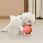 🥳2026 HOT SALE🥳💞50K+ SOLD!🐱🐶 50% OFF! Auto Bouncing Smart Pet Ball – Solo play companion, reduces anxiety & boredom. Durable & safe for small dogs & cats. USB rechargeable! 🐾✨