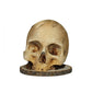 🥳2026 HOT SALE🥳💞50K+ SOLD!💀🔪 50% OFF! Creative Skull Resin Knife Holder – Durable, no installation needed, easy to clean. A bold statement piece for unique kitchens! 🏠✨