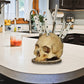 🥳2026 HOT SALE🥳💞50K+ SOLD!💀🔪 50% OFF! Creative Skull Resin Knife Holder – Durable, no installation needed, easy to clean. A bold statement piece for unique kitchens! 🏠✨
