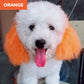 🥳2026 HOT SALE🥳💞50K+ SOLD!🎨🐕 50% OFF! Non‑Toxic Pet Hair Color Dye – Gentle, chemical‑free formula. Creamy & easy to apply – safe for sensitive skin. 10 mins for a vibrant new look! 🌈✨