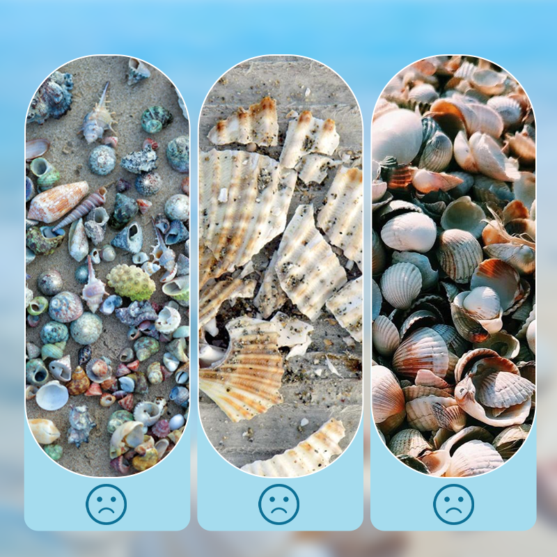 🥳2026 HOT SALE🥳💞50K+ SOLD! 🐚✨ 50% OFF! Seashell Display Case with Acrylic Panel – Ocean-inspired design, wide slot for easy placement. Clear acrylic front protects from dust – perfect for collectors! 🏠💎